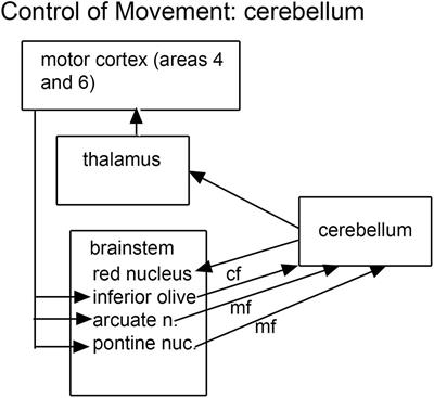 Functional and Neuropathological Evidence for a Role of the Brainstem in Autism